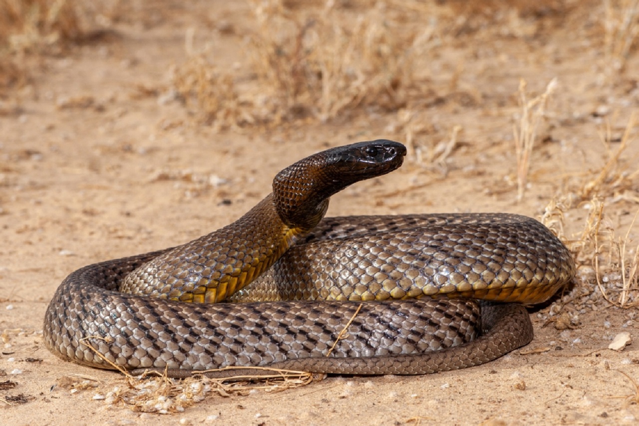 Taipan