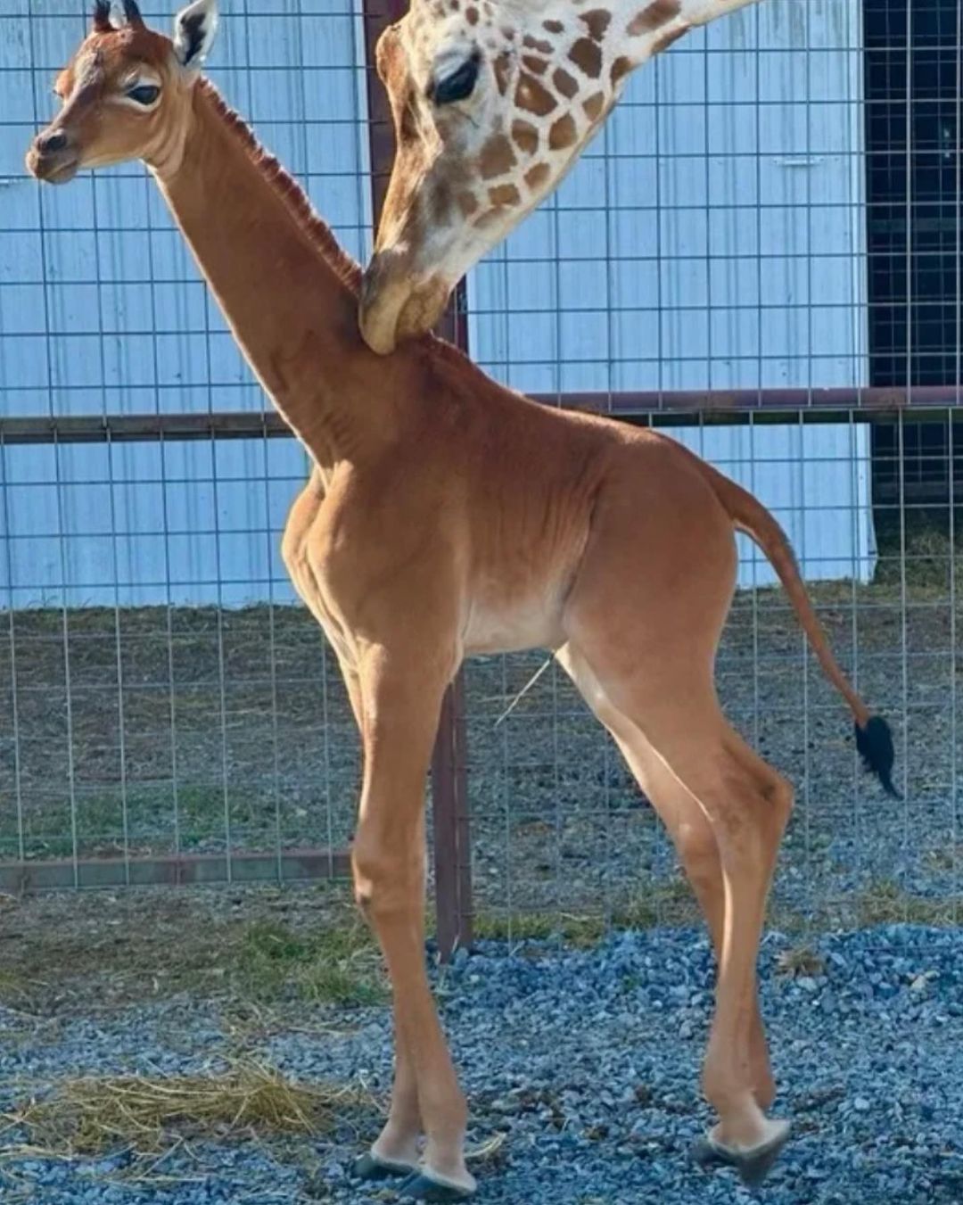 Giraffa